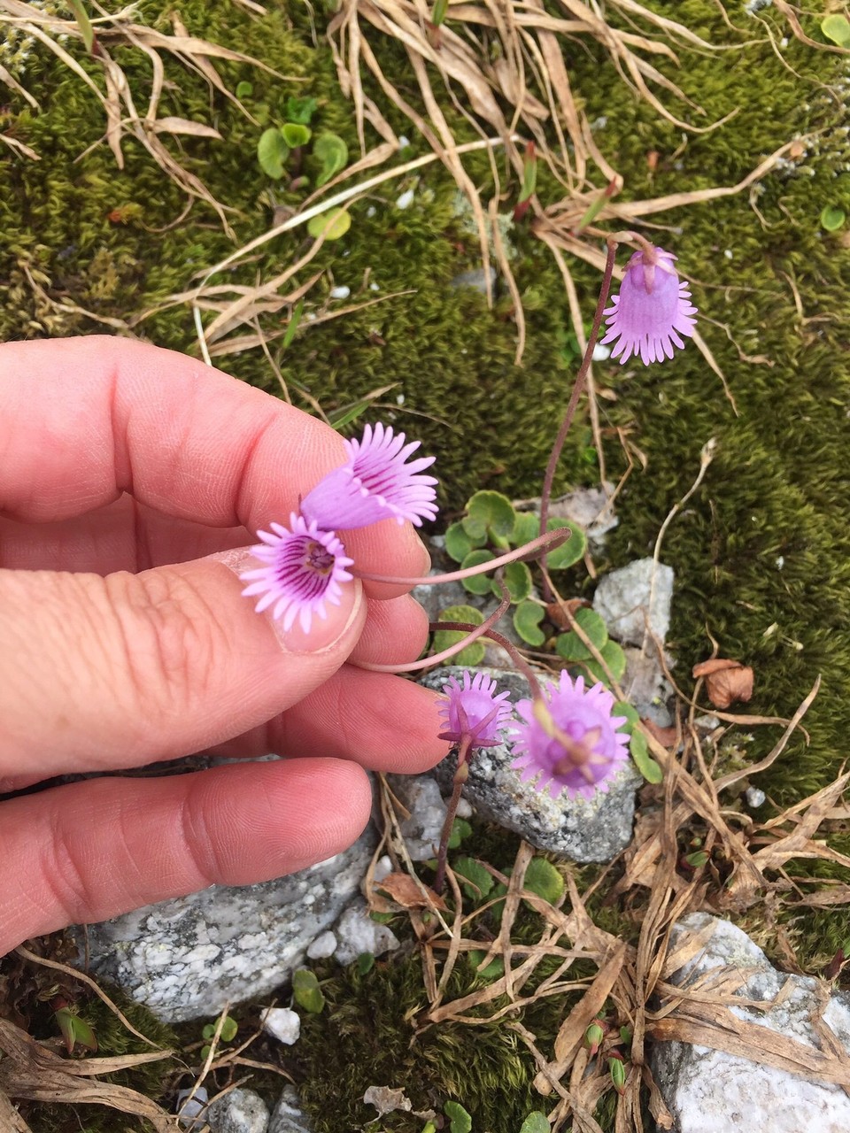 Österreich - Uttendorf - Blumen gibt es Gier auch ganz nette 😊