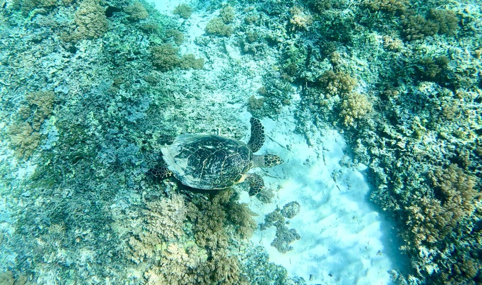 Indonesien - Kabupaten Lombok Utara - Unser erster Halt war die Turtle Bay.