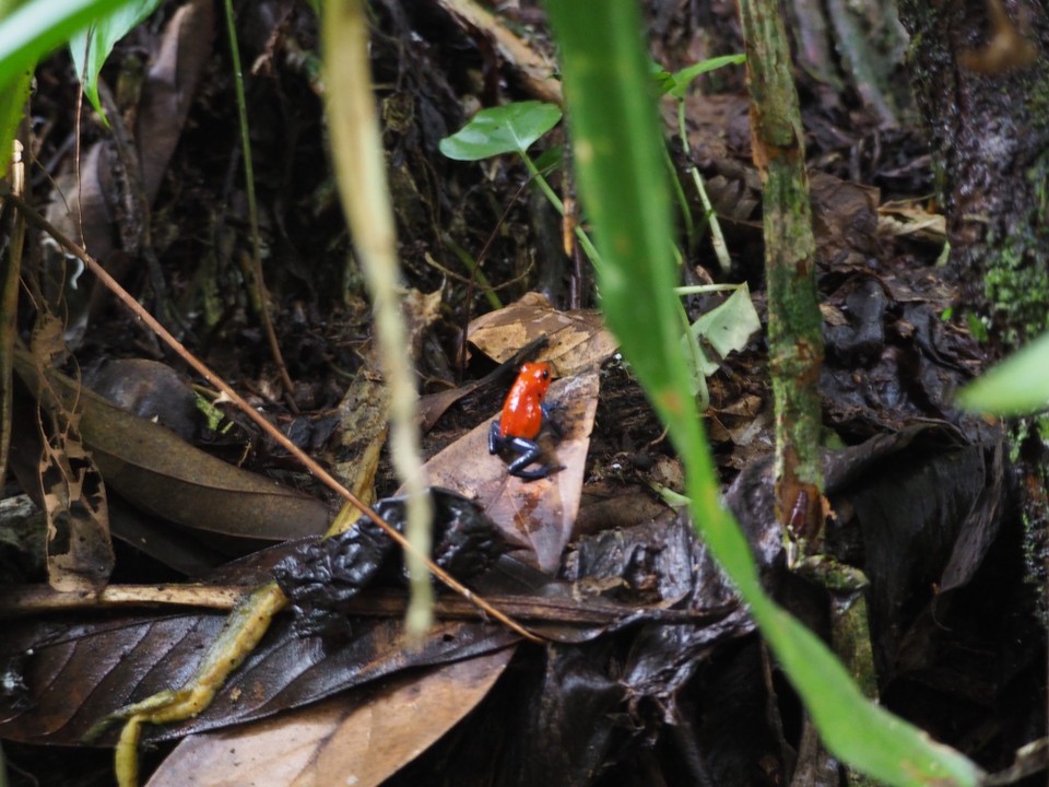 Costa Rica - La Fortuna - 