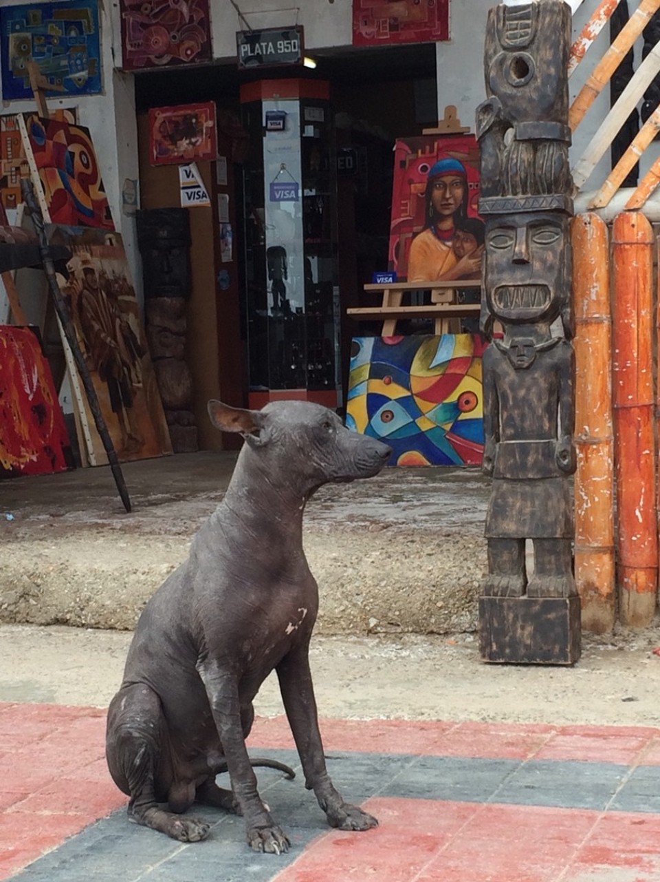 Peru - Paracas - Hübsch oder hässlich? Peruanischer Nackthund