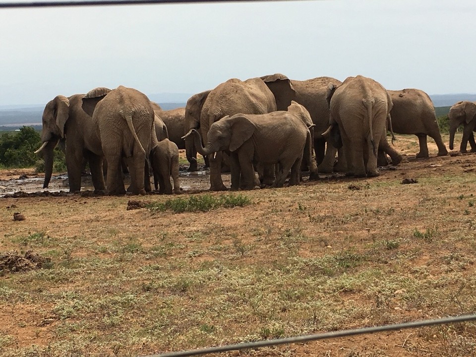 Südafrika -  - elephants ... 