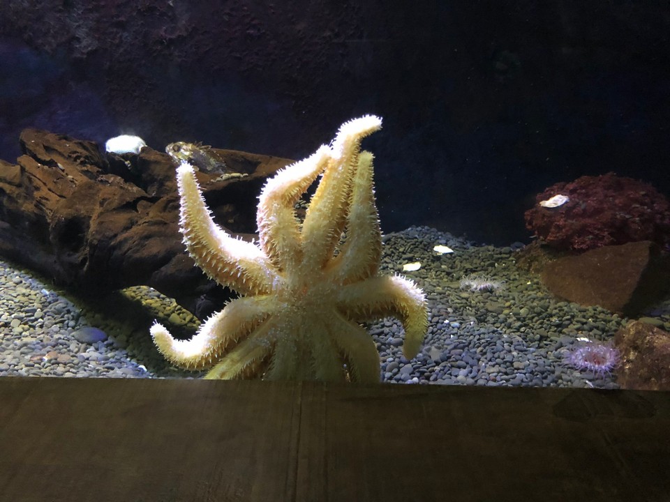 Neuseeland - Napier - Seestern klebt sich ans Aquarium