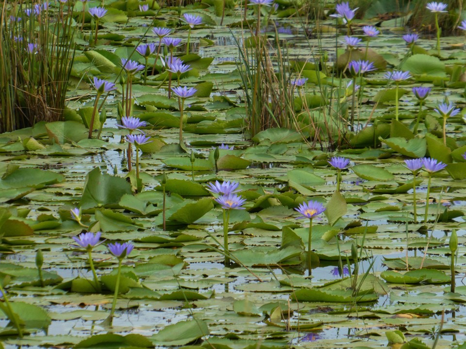 Südafrika - iSimangaliso-Wetland-Park - 