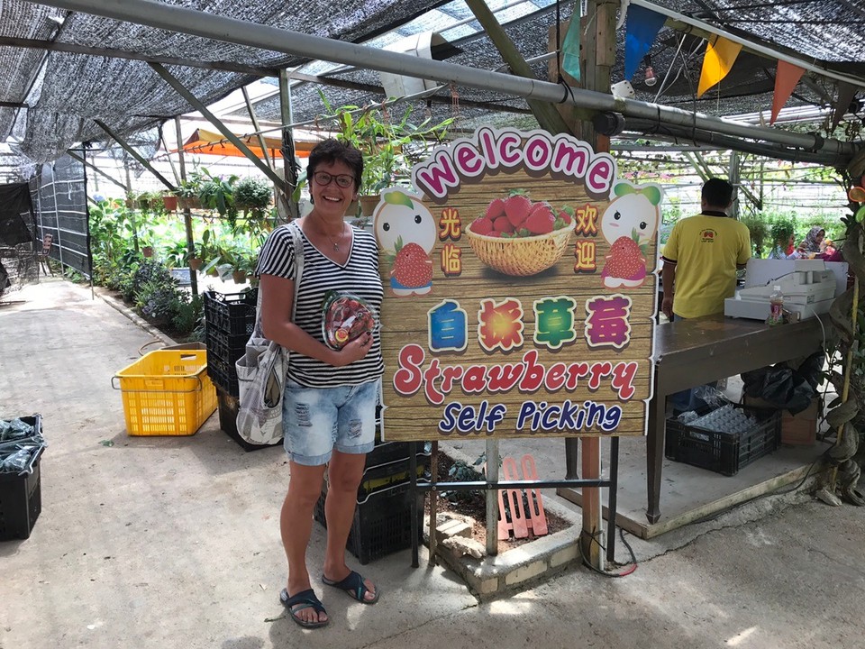 Malaysia - Tanah Rata - "Karls Erdbeerhof" in Malaysia 