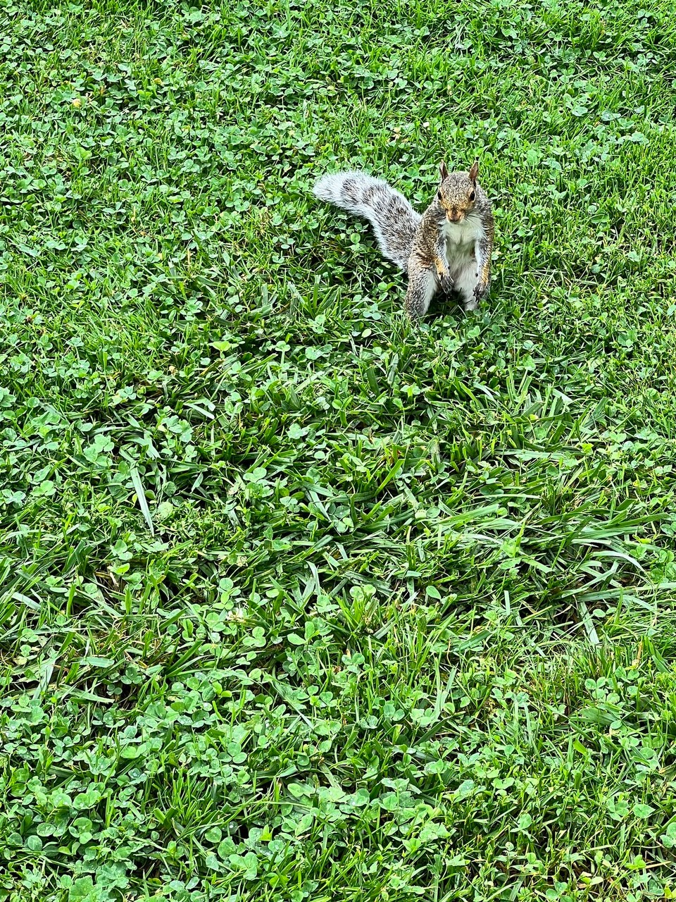 Vereinigte Staaten - New York - Noch ein Squirrel 