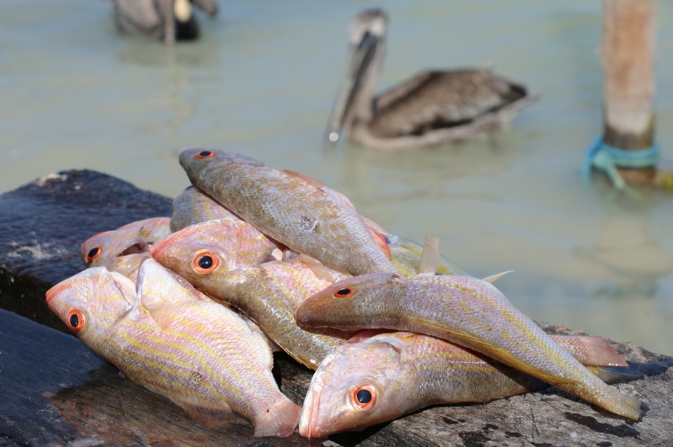 Belize - Caye Caulker - Red Snappers - köstlich 