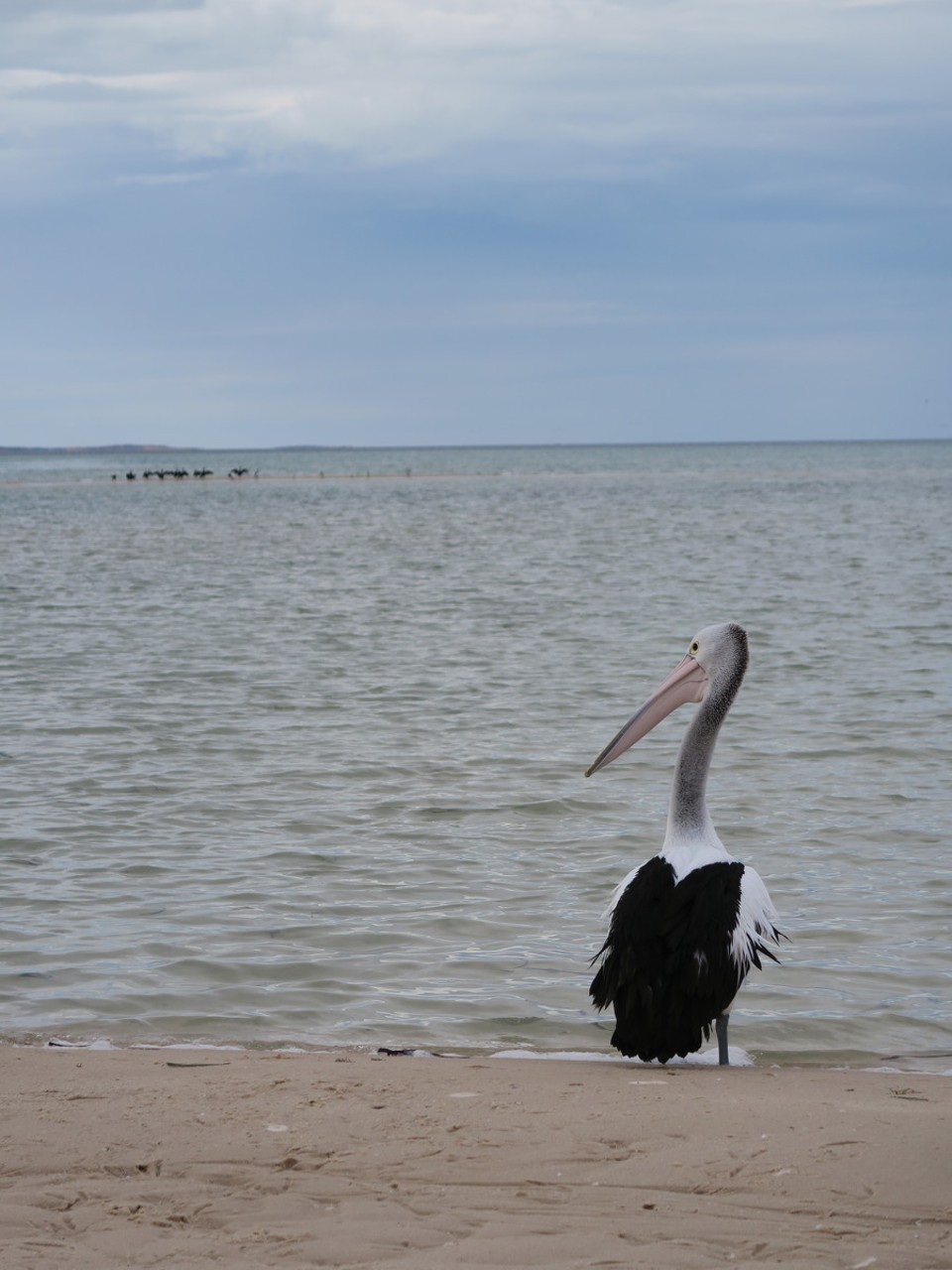 Australia - Shark Bay - 