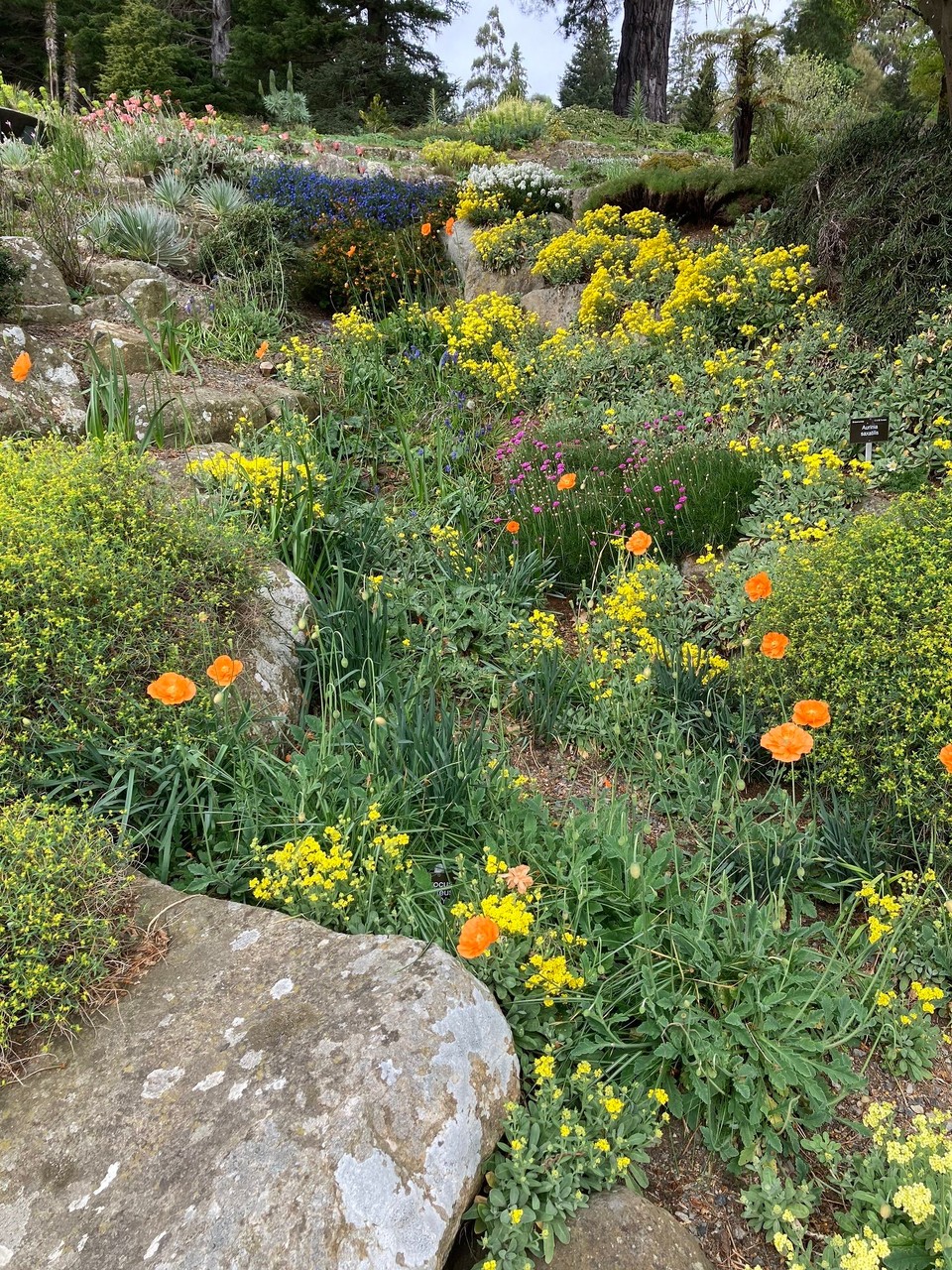 Neuseeland - Dunedin - So schön bunt überall 🤩