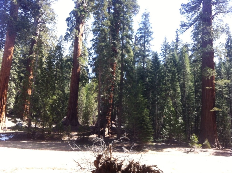 Egyesült Államok - Sequoia National Park - 