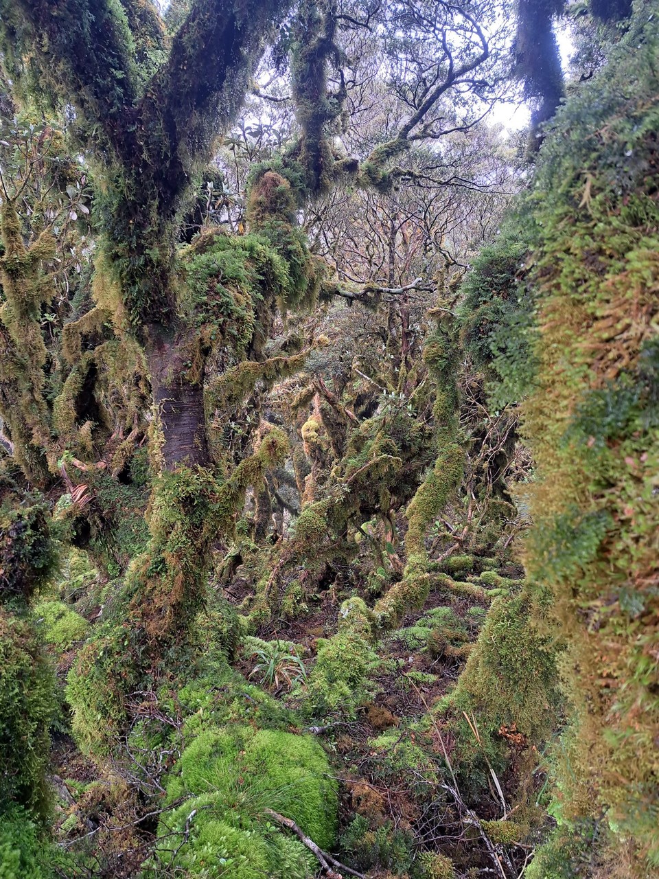 Neuseeland - Te Aroha trail PK - 