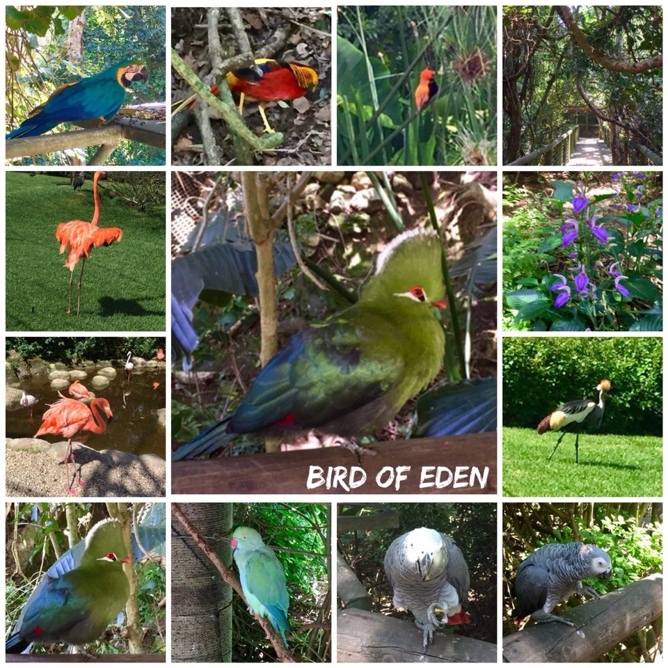 Südafrika - Plettenberg Bay - Bird of Eden