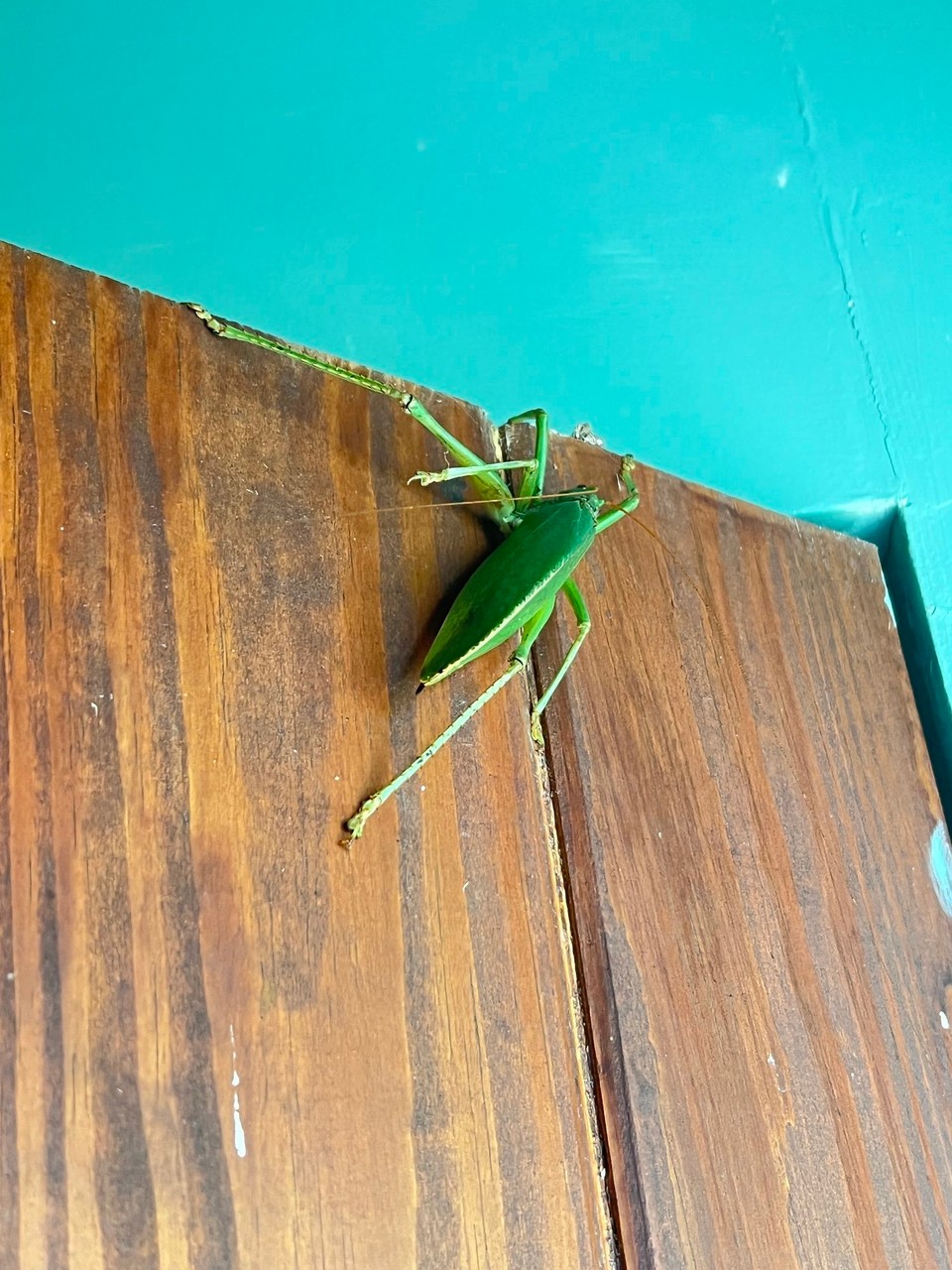 Dominica -  - eine riesige Grille