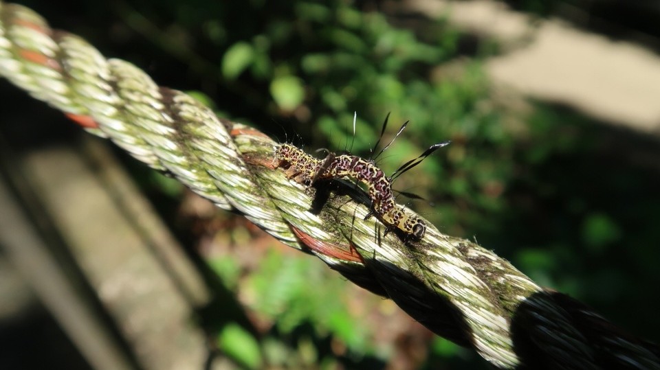 Vietnam - H. Bố Trạch - Sieht gefährlich aus die kleine Raupe 🐛 