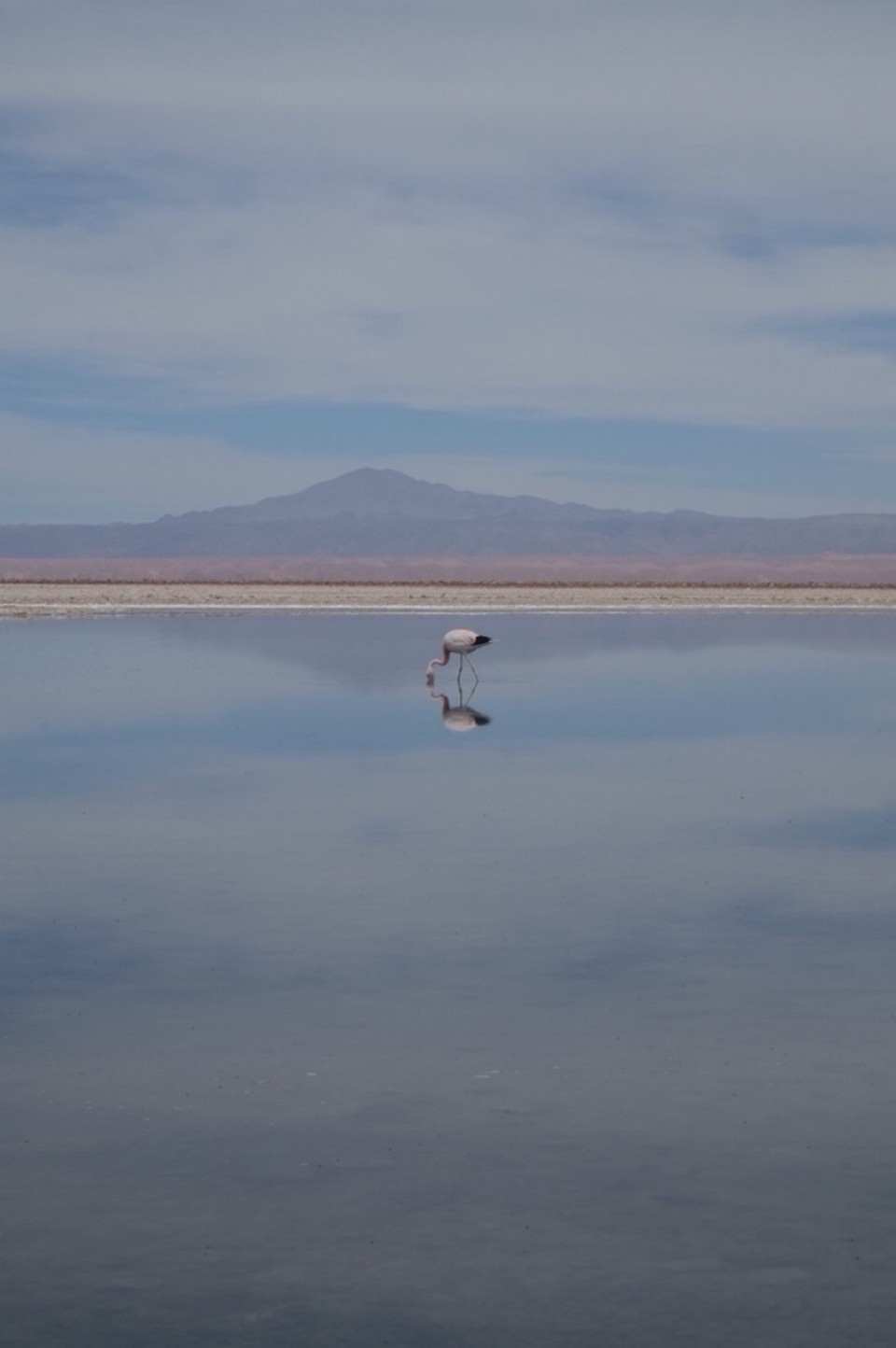 Chile - San Pedro de Atacama - Flamingo in Laguna Chaxa