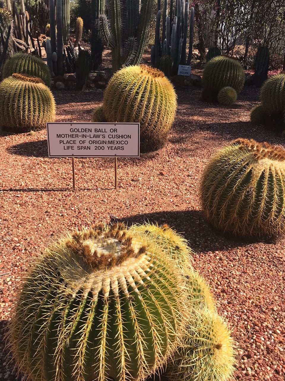 Australia - Lightning Ridge - 