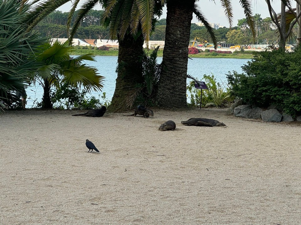 Singapur - Singapur - Sie liabens, sich im Sand z'wälza...