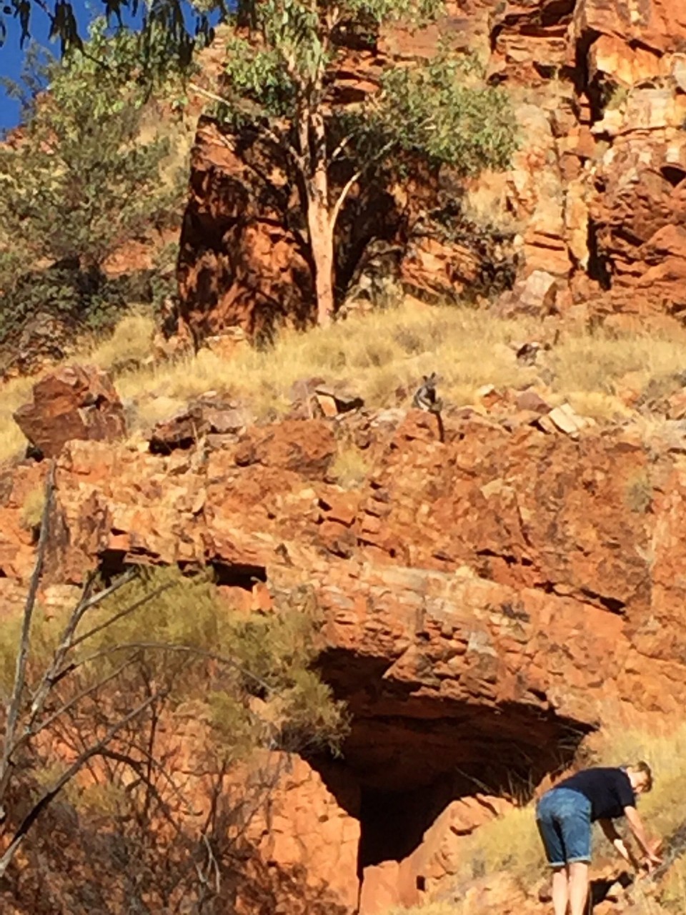 Australien -  - Lisa erklettert den Hang und das Wallabie schaut vergnügt zu😅