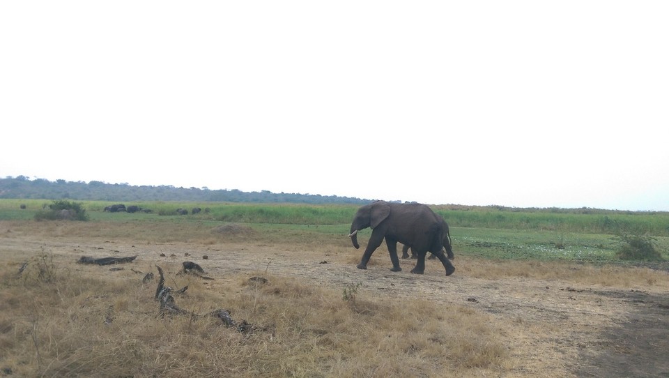 Ruanda - Akagera Village - Wir haben heute aus wenigen Metern Entfernung 72 Elefanten an unserem Auto vorbeiziehen sehen. Wenn Mann bedenkt, dass sie ca. 7 Tonnen wiegen, dann fühlt man sich nicht unbedingt sicher in einem Bus. 