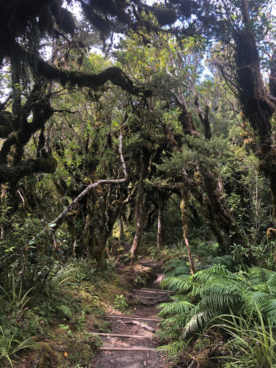 Neuseeland - Taranaki - Grün, grün, grün