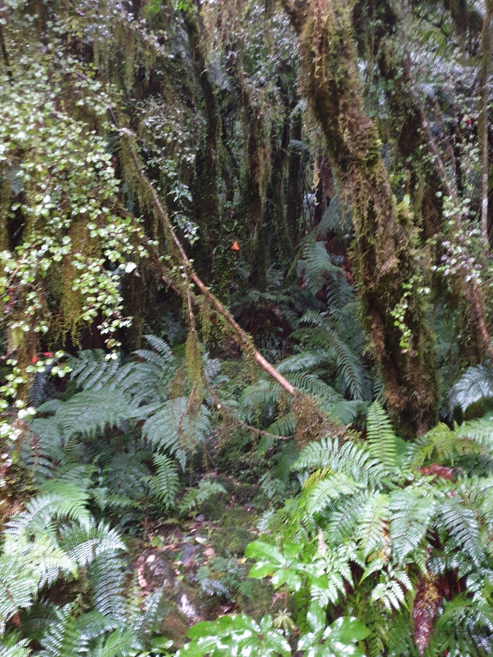 Neuseeland - Te Anau - 