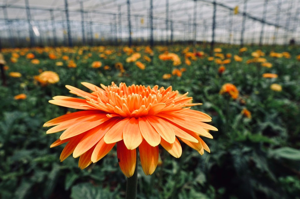 Vietnam - Dalat - 