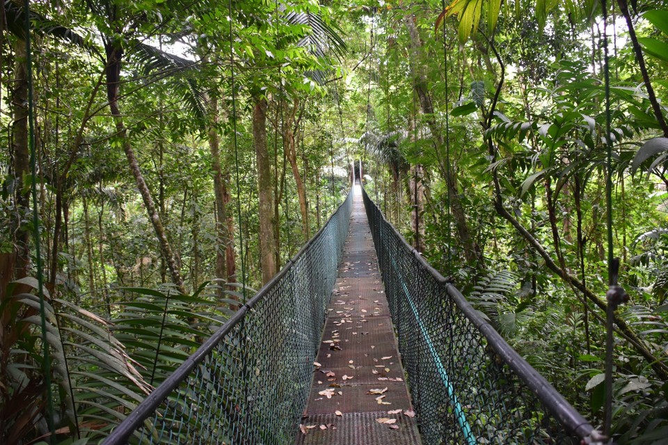 Costa Rica - San Carlos - Heute Früh machen wir erst einmal eine Wanderung durch den Regenwald. 