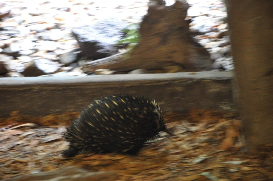 Australien - Noosa Heads - Ameisenigel