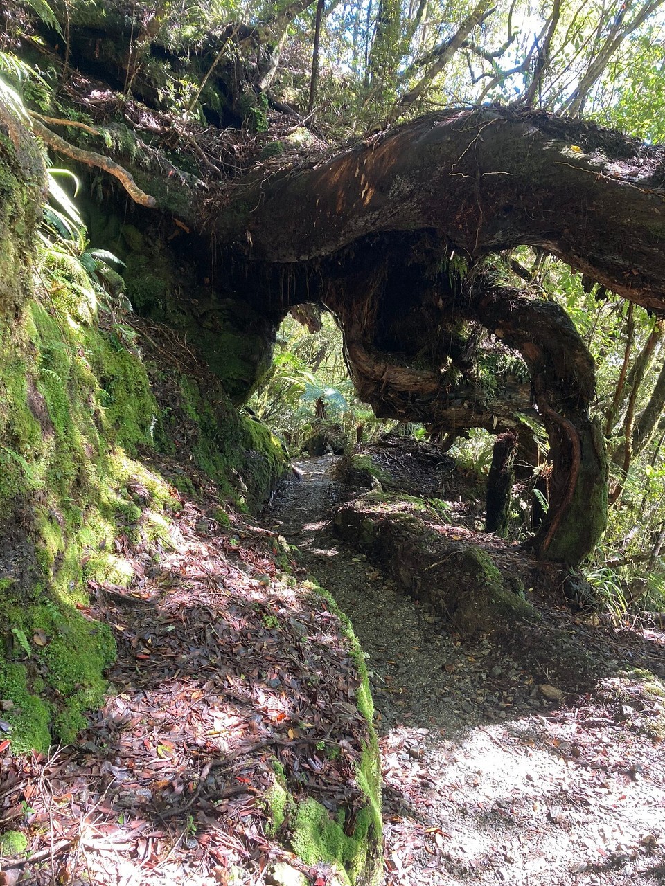 Neuseeland - Westland National Park - 