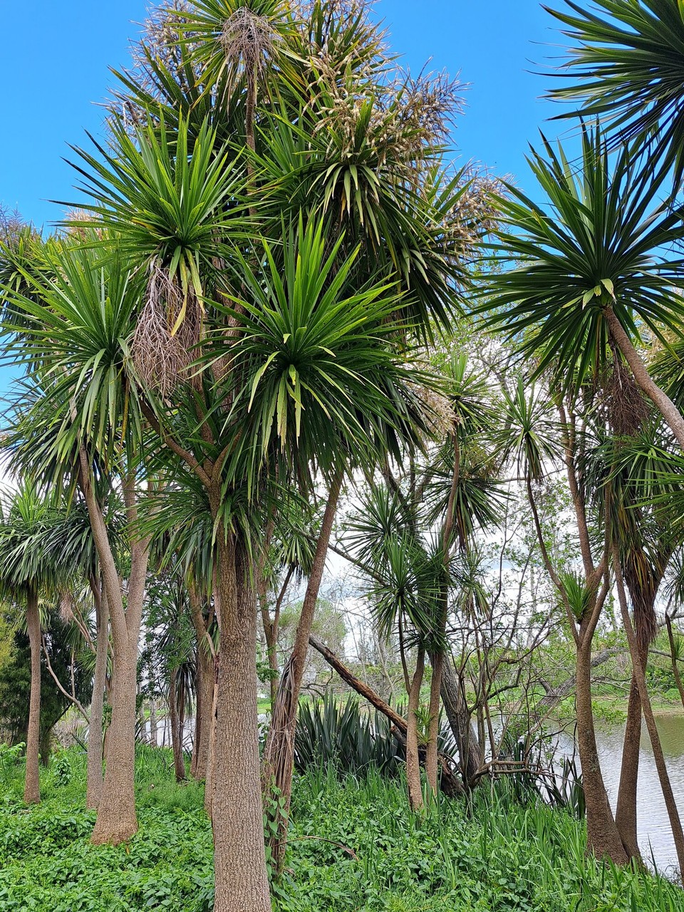 Neuseeland - Rangiriri - 