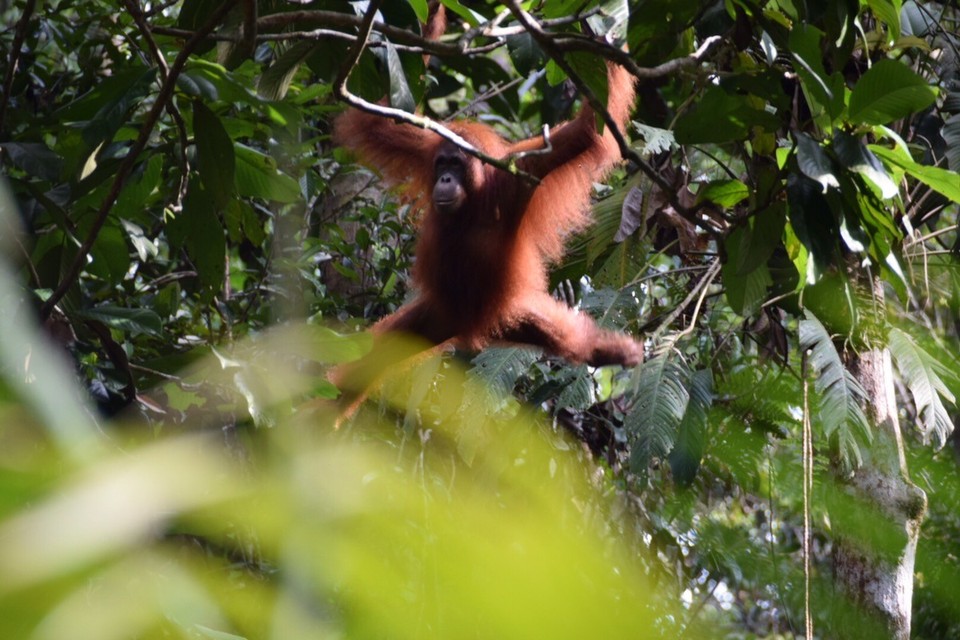 Malaysia - Kuching - Ankunft der Affenbande 