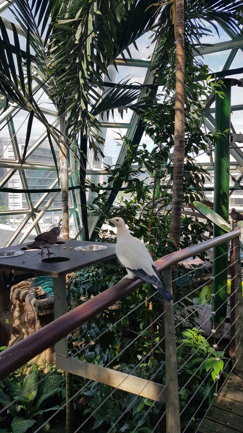 Australia - Cairns - Besuch im Wildlife Zoo Dome.