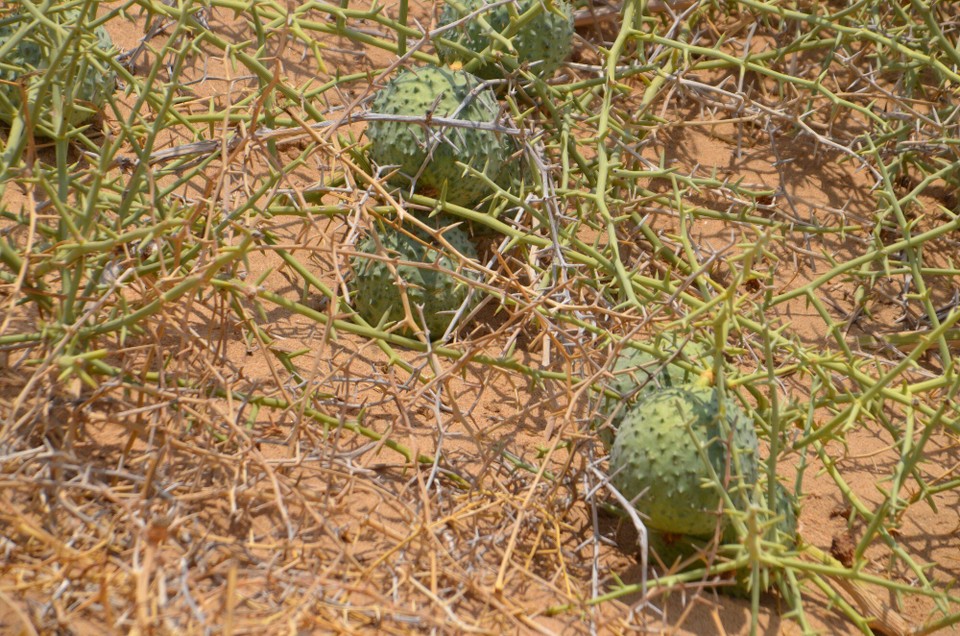Namibia - Walfischbucht - Nara-fruucht; Naarung fir d'Déieren an de Mensch