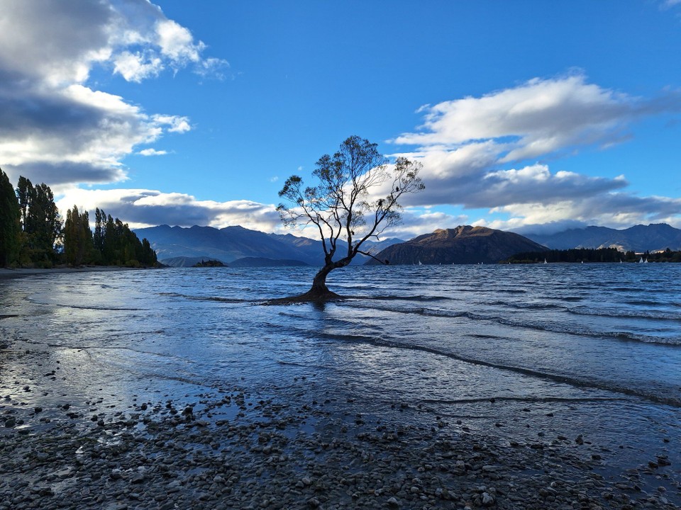 Neuseeland - Wanaka - Das typische Fotomotiv von Wanaka