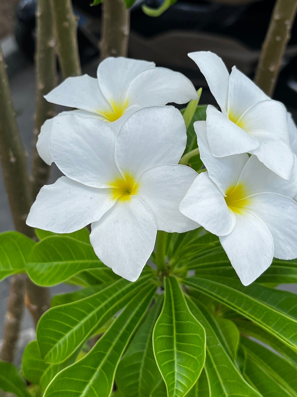 Brasilien - Cachoeira - 