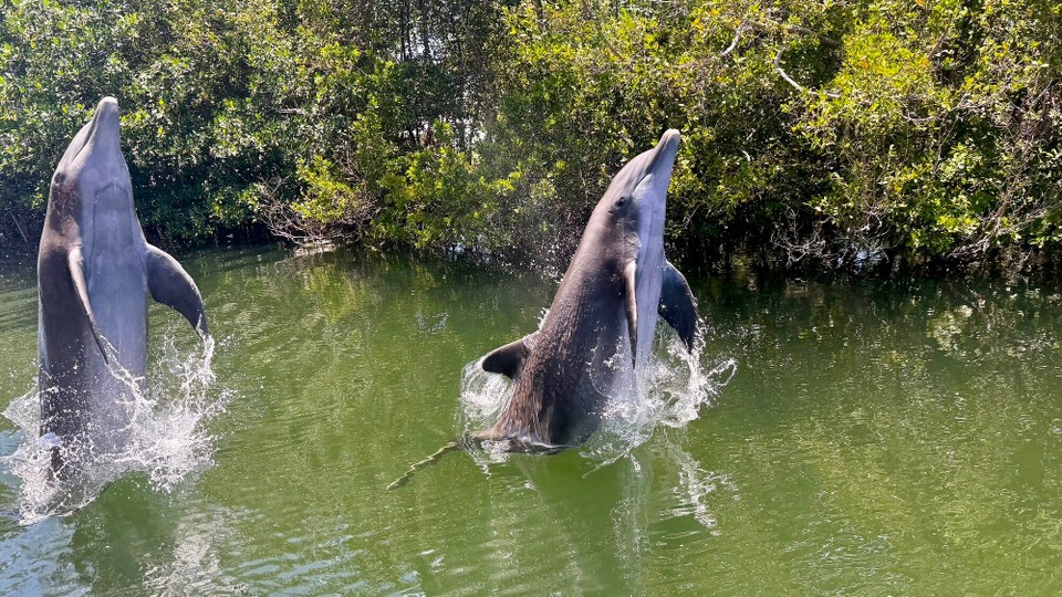 Vereinigte Staaten - Islamorada - 