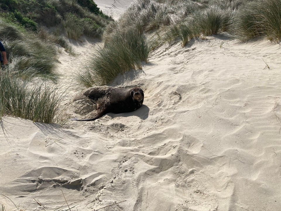Neuseeland - Dunedin - Ich sagte doch bitte nicht stören!