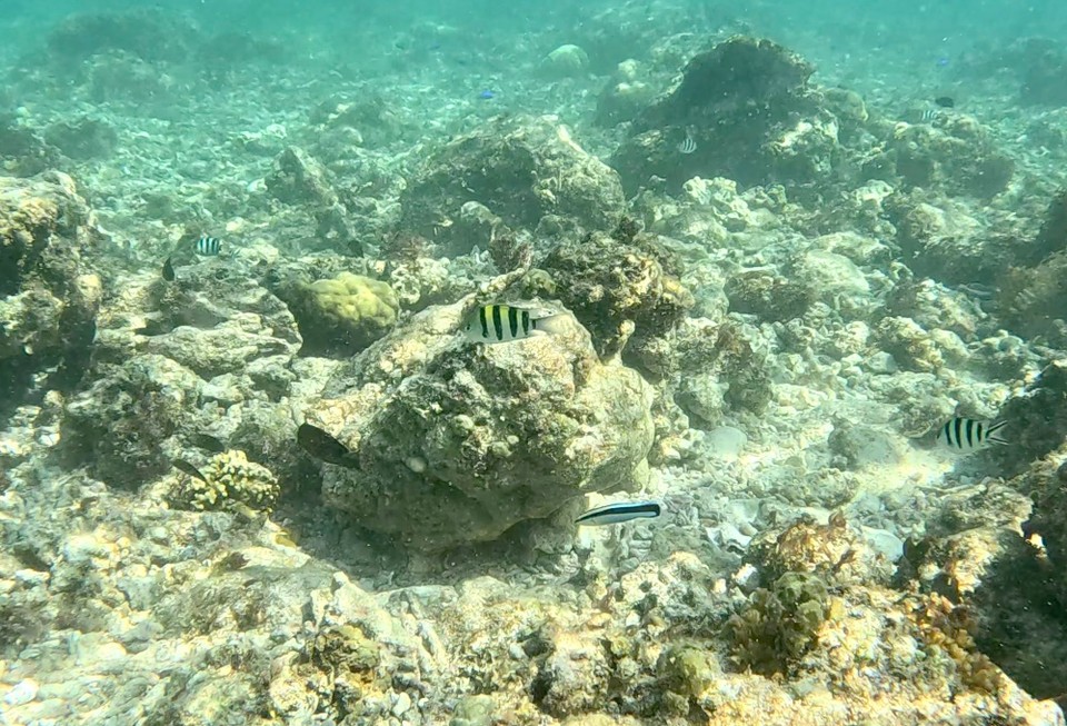 Indonesien - Kabupaten Lombok Utara - Aber eigentlich gab es kaum was zu sehen, viele abgestorbene Korallen und nur ein paar wenige Fische.