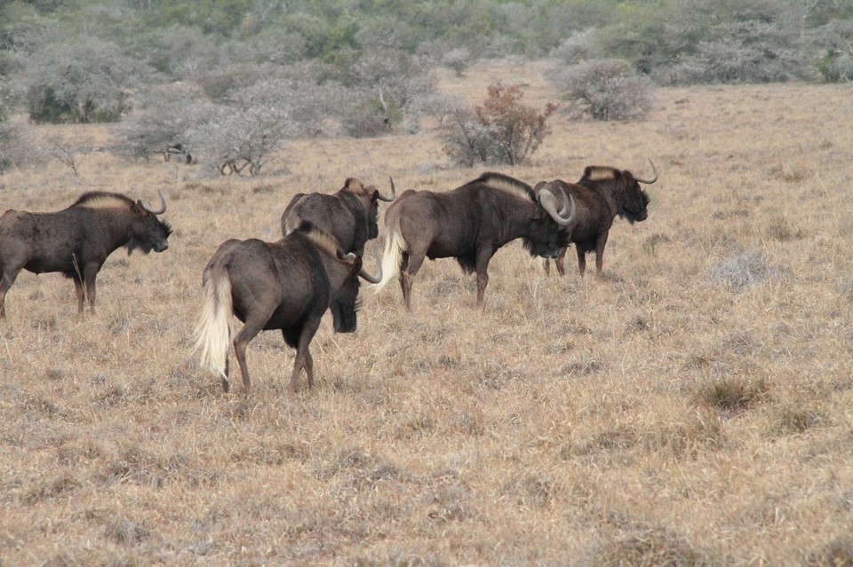 Südafrika - Paterson - Black Wildebeest