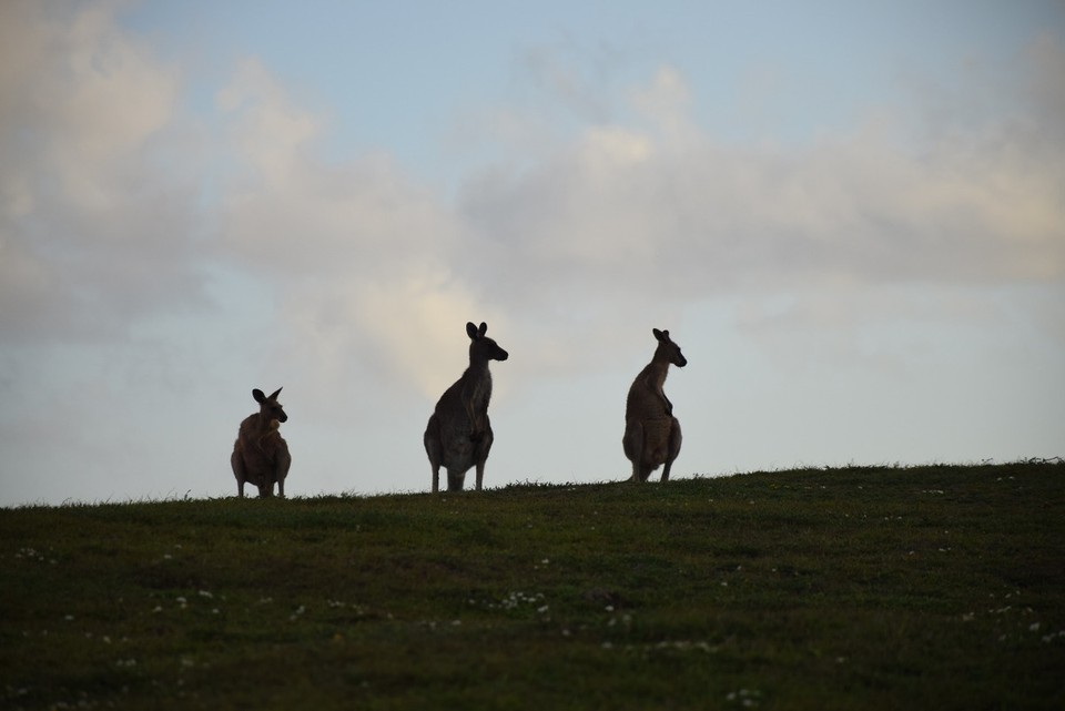 Australien - Coffs Harbour City - 
