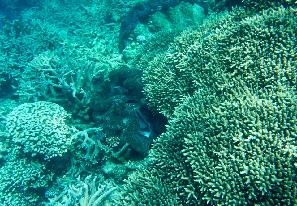 Australien - Green Island - Eine riesengroße Muschel.