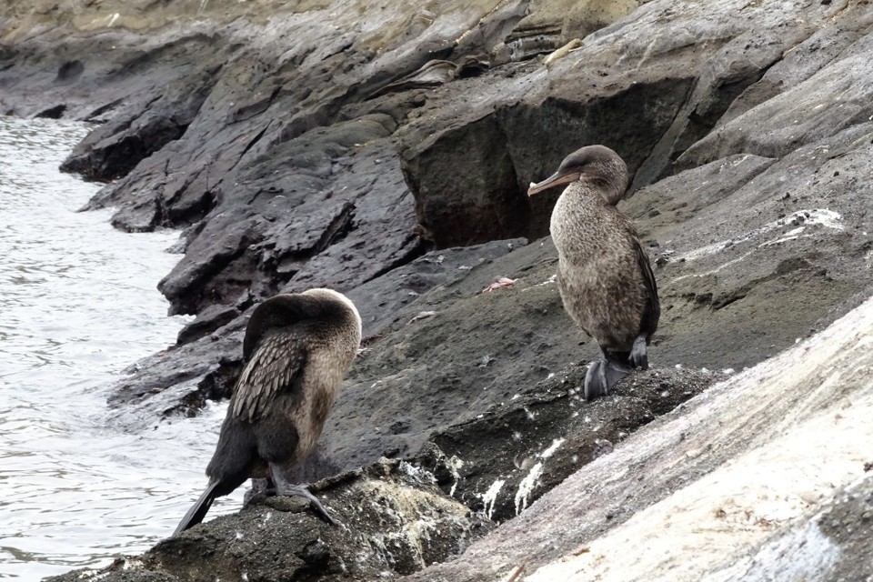 Ecuador - Isabela Island - Flightless cormorants