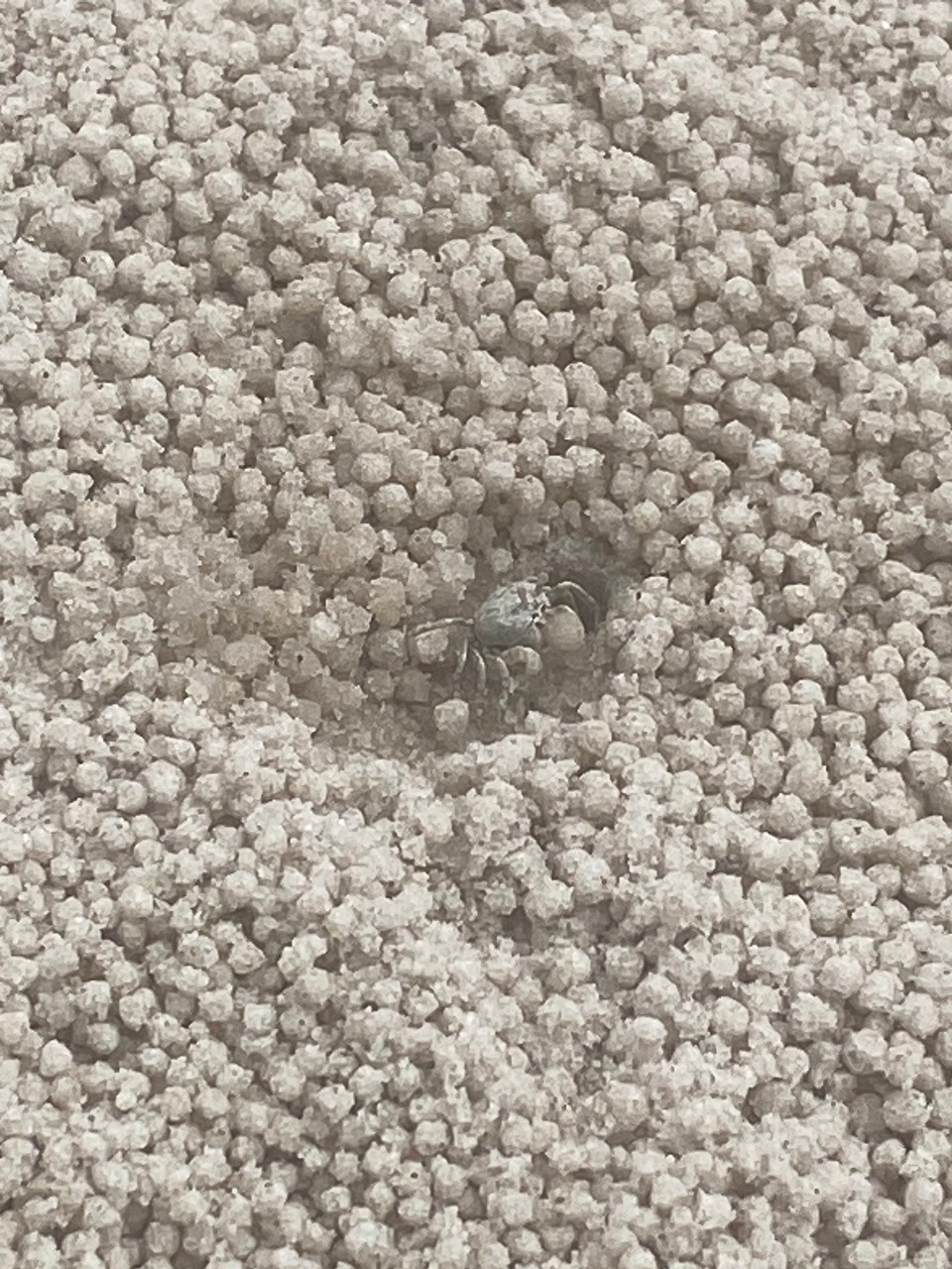 Thailand - Hua Hin - Kann man den kleinen Krebs erkennen?