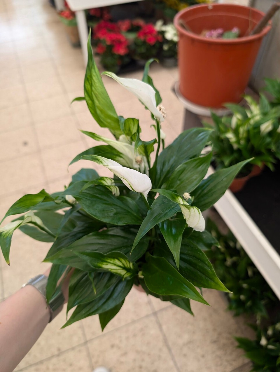 Deutschland - Detmold - Yes