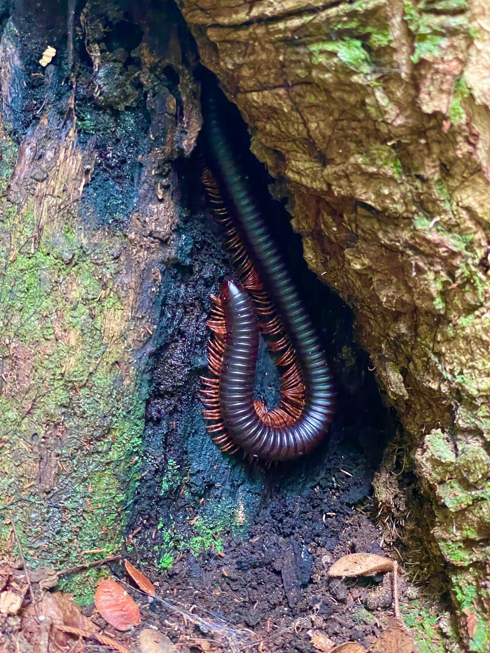 Malaysia - Jerantut - 