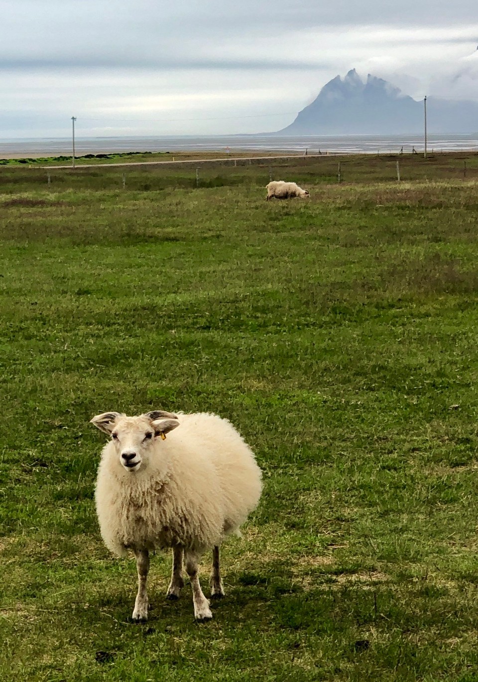 Island - Sveitarfélagið Hornafjörður - So süss...