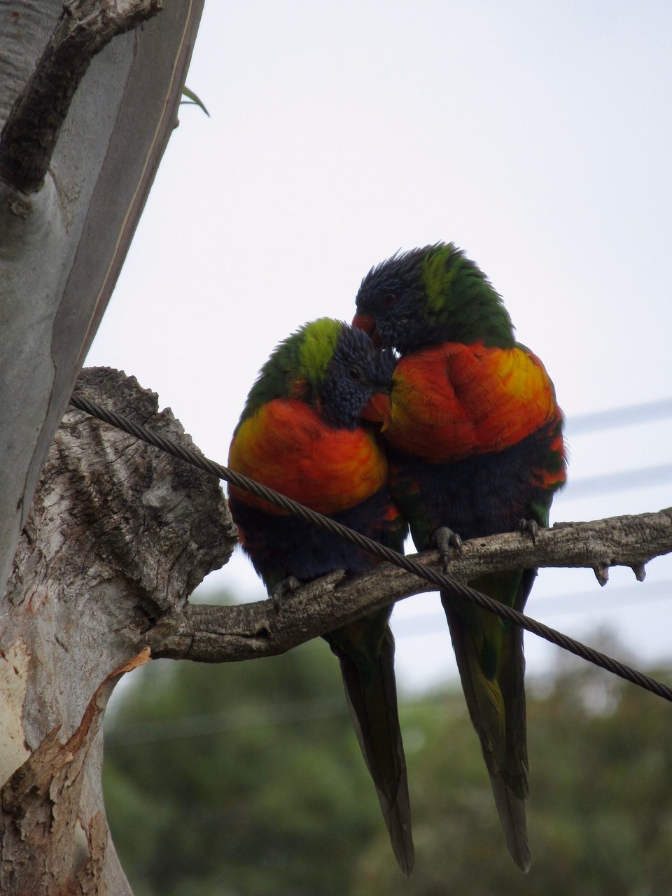 Australien - Raymond Island - Farbige Kuschelstunde 🦜 ♥️ 🦜