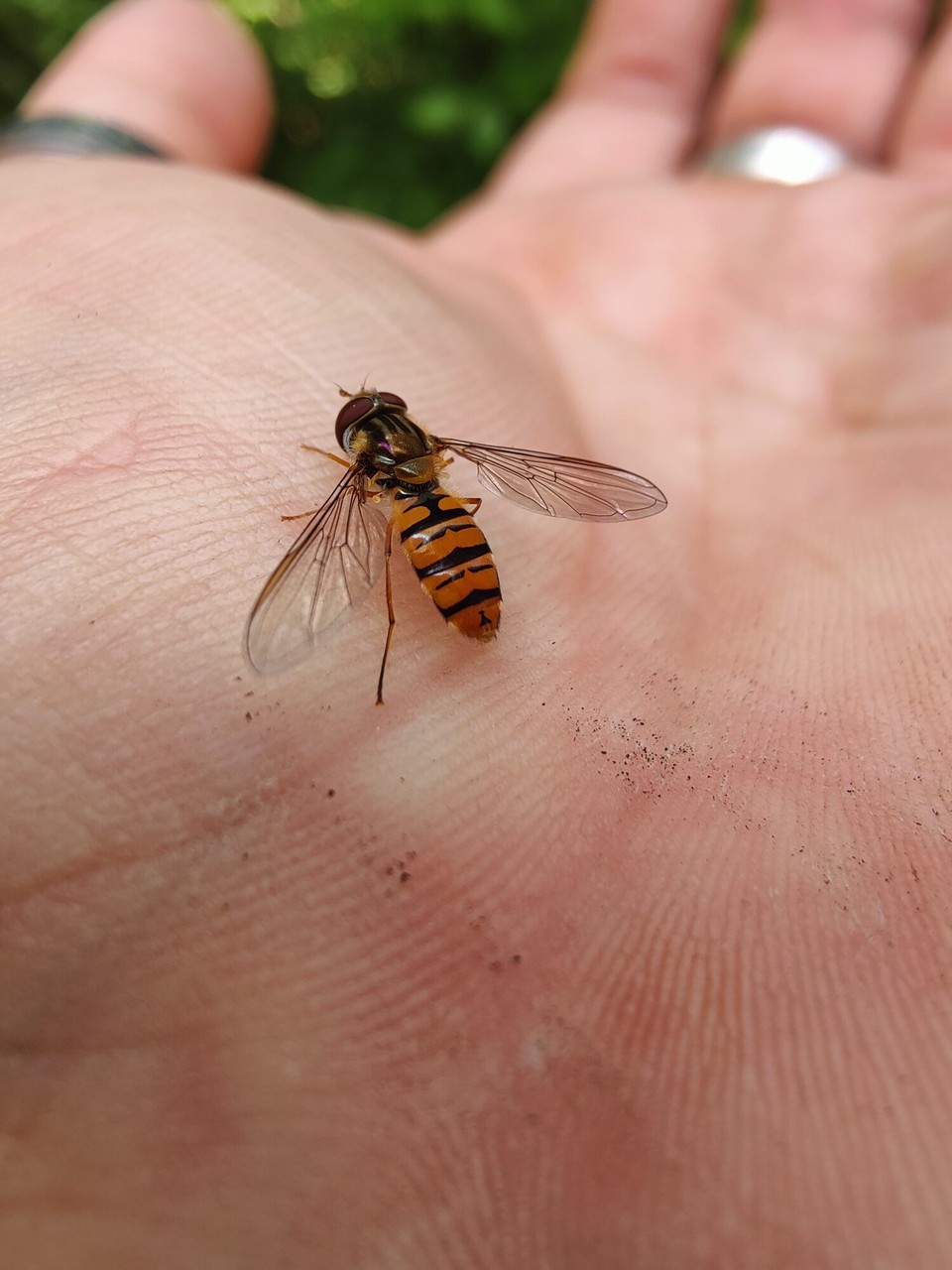 Rumänien - Bran - Einfach Mal wirklich die Natur mit ihren kleinen Lebewesen genießen