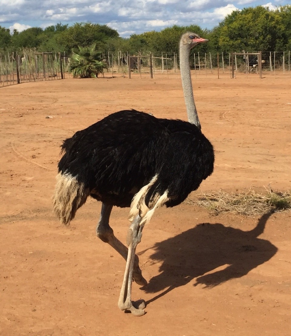 Südafrika - Oudtshoorn - Strauß afrikanischer