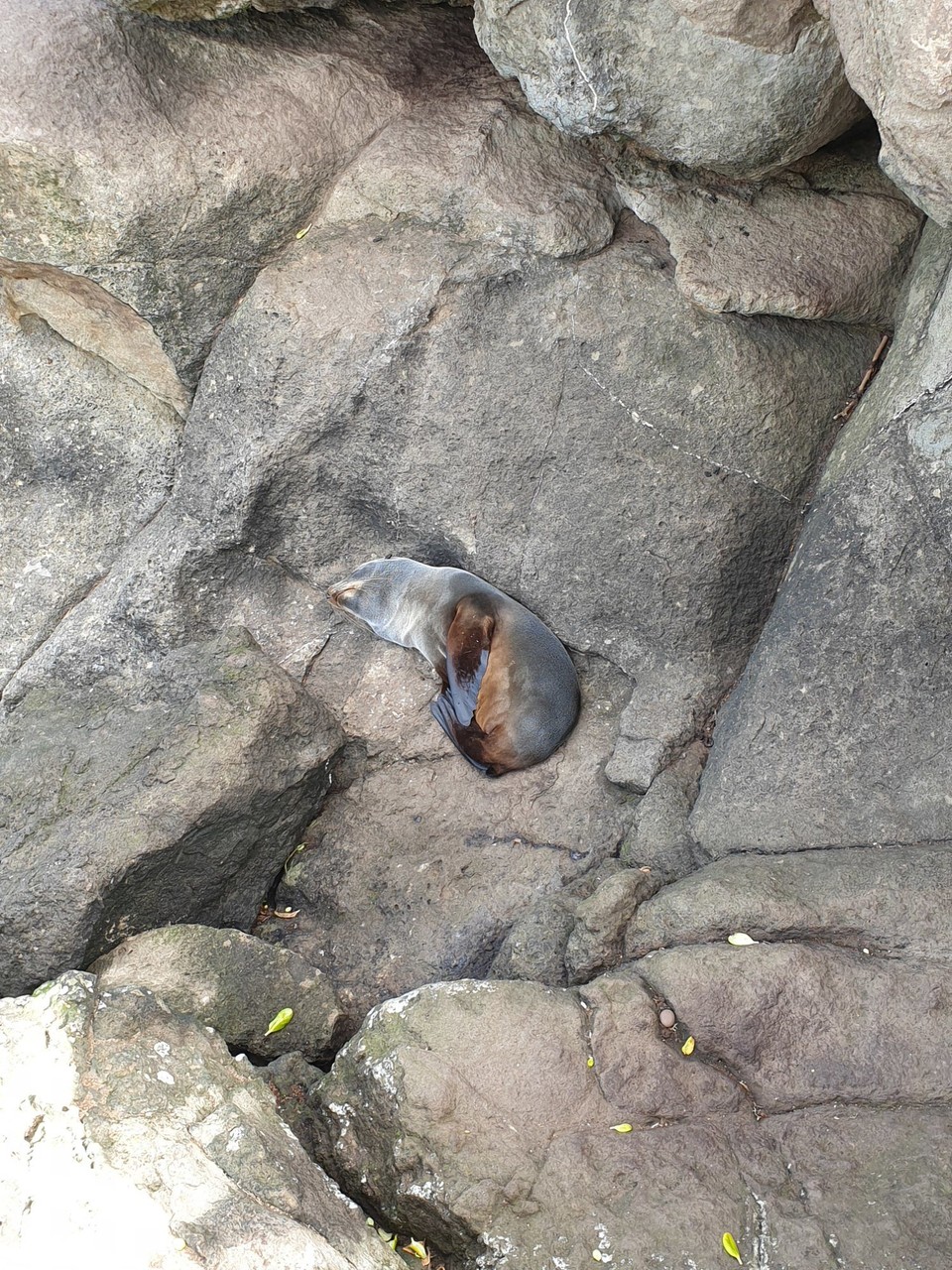 Neuseeland - Moeraki - 