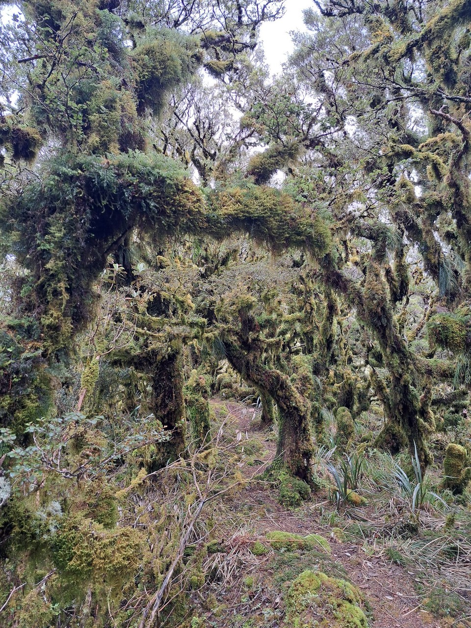 Neuseeland - Te Aroha trail PK - 